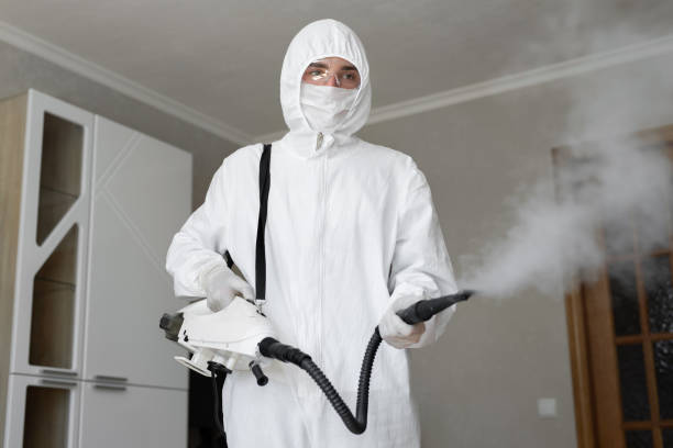 Best Basement Mold Removal  in Indian River Estates, FL